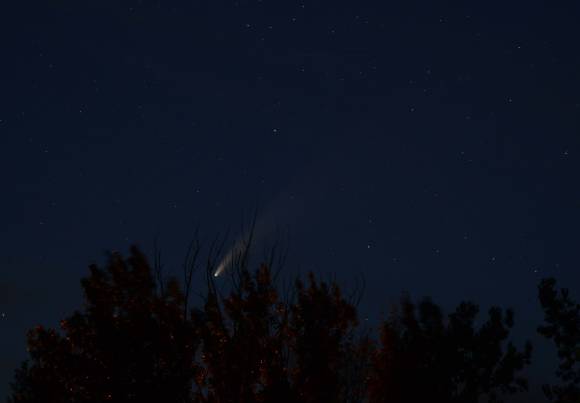 Comet Neowise through trees